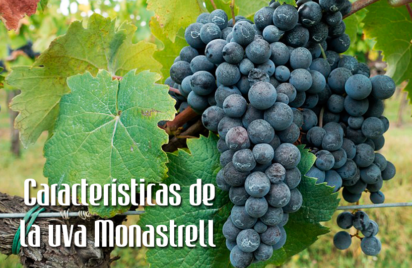 Características de la uva Monastrell > Blog Vinos Cutanda